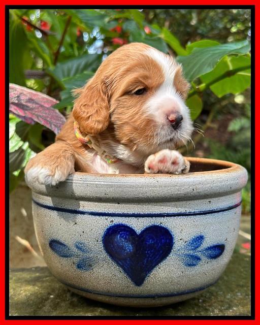 Haven Gambler 3 weeks individual 351