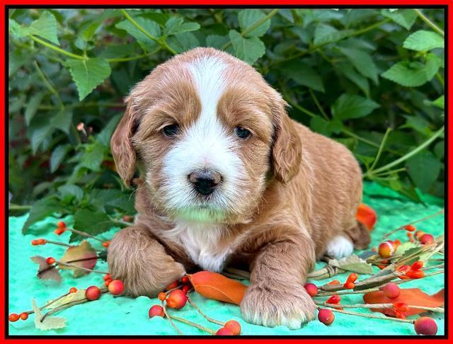 Haven Gambler 4 weeks individual 311
