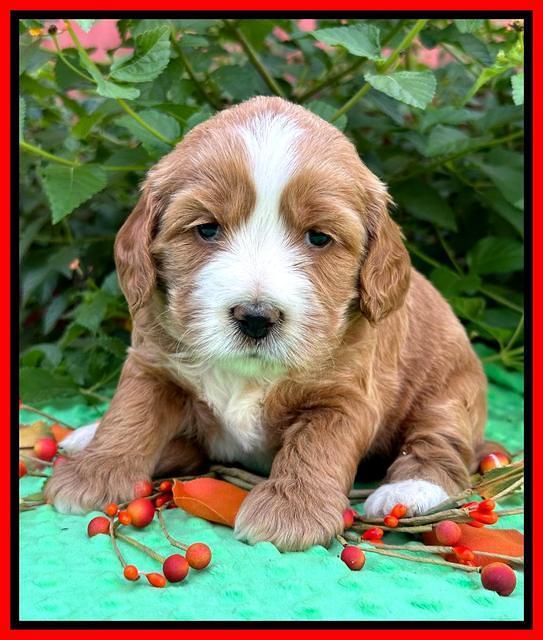 Haven Gambler 4 weeks individual 331