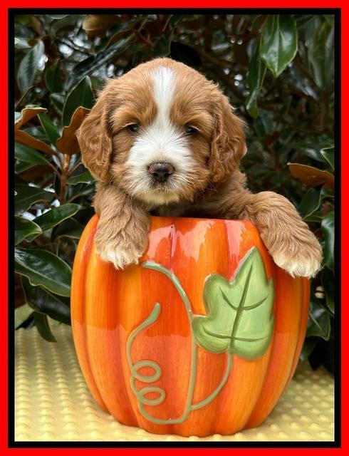 Haven Gambler 5 weeks individual 541