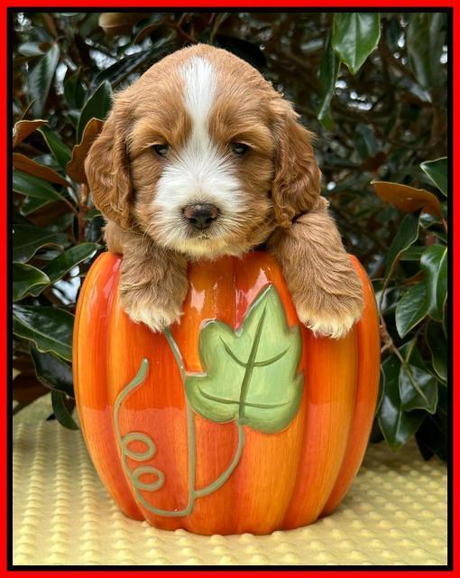 Haven Gambler 5 weeks individual 571