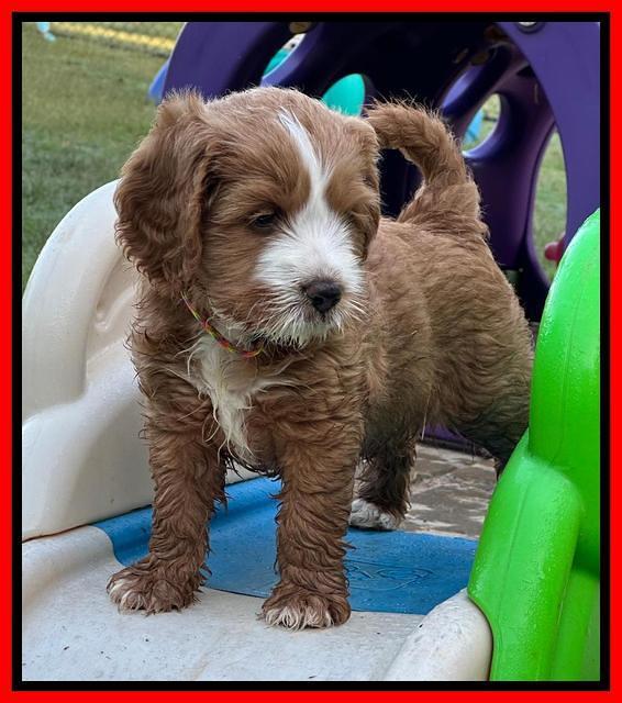 Haven Gambler 6 weeks individual 381