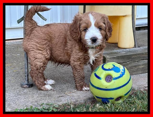 Haven Gambler 6 weeks individual 401