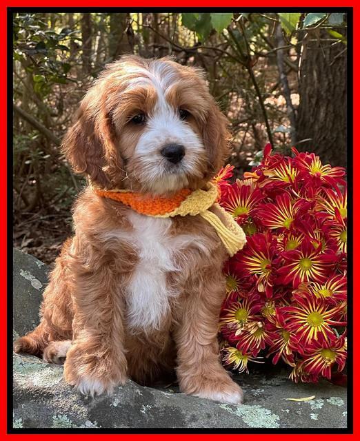 Haven Gambler 8 weeks individual 38382