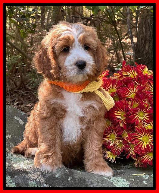 Haven Gambler 8 weeks individual 39382