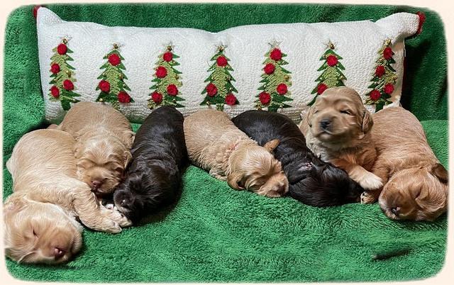 Hunnie Checkers Rebel 2 week old 41