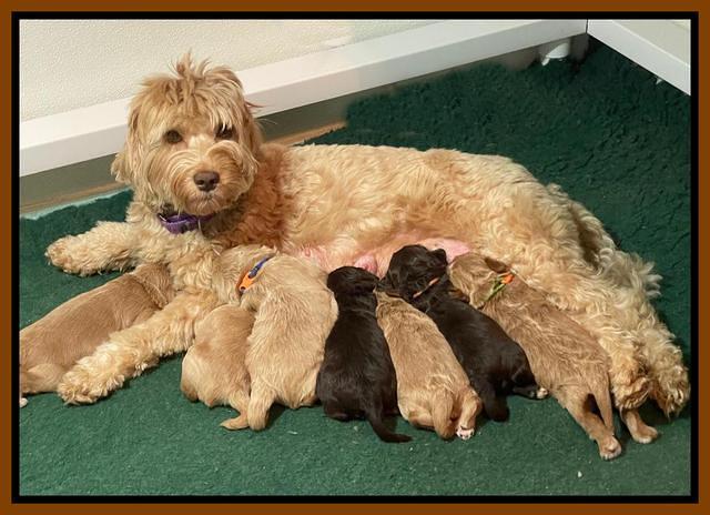 Hunnie Checkers Rebel 2 week old 61