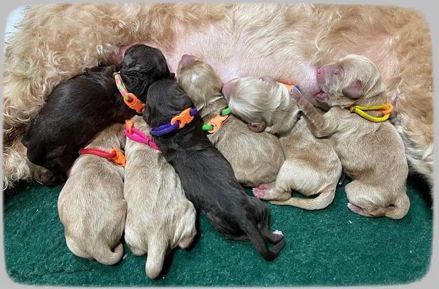 Hunnie Checkers Rebel Newborn group 1 10