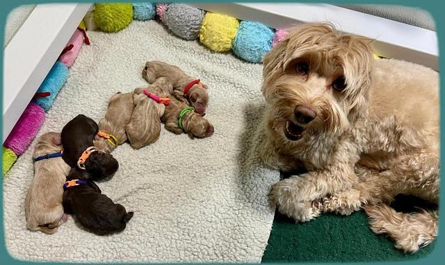 Hunnie Checkers Rebel Newborn group 1 2