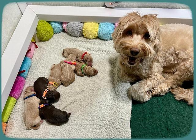 Hunnie Checkers Rebel Newborn group 1 3