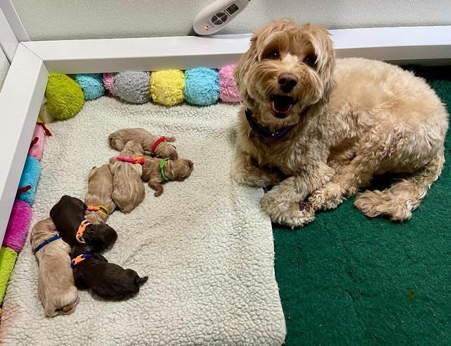 Hunnie Checkers Rebel Newborn group 1 4