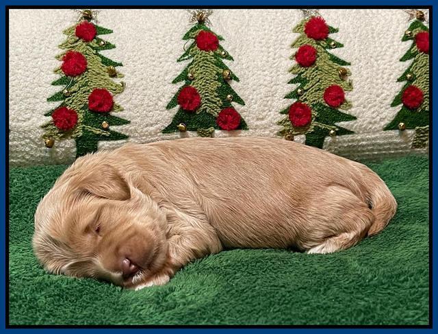 Hunnie Checkers Rebel 2 week old 81