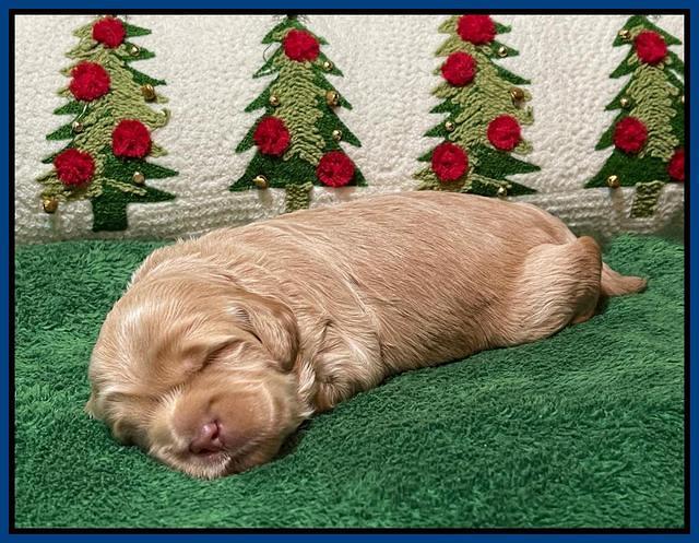 Hunnie Checkers Rebel 2 week old 91