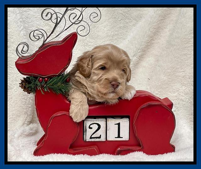 Hunnie Checkers Rebel 3 week old 11