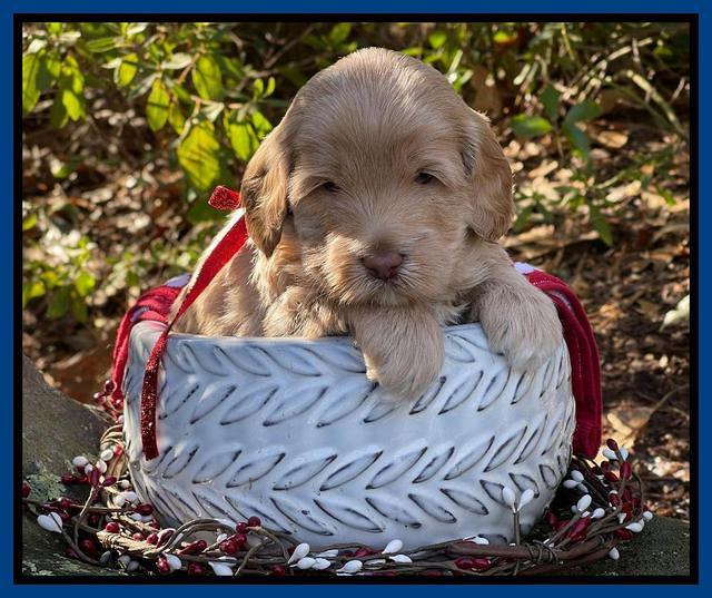 Hunnie Checkers Rebel 4 week old 71