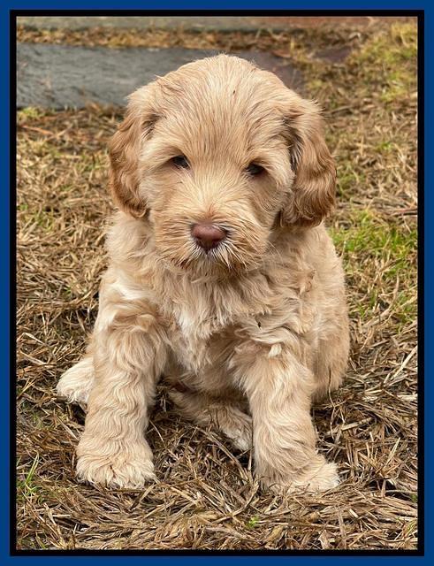 Hunnie Checkers Rebel 5 week old 41