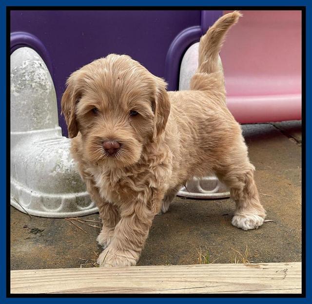 Hunnie Checkers Rebel 5 week old 61