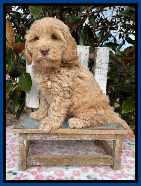 Hunnie Checkers Rebel 6 week old 21
