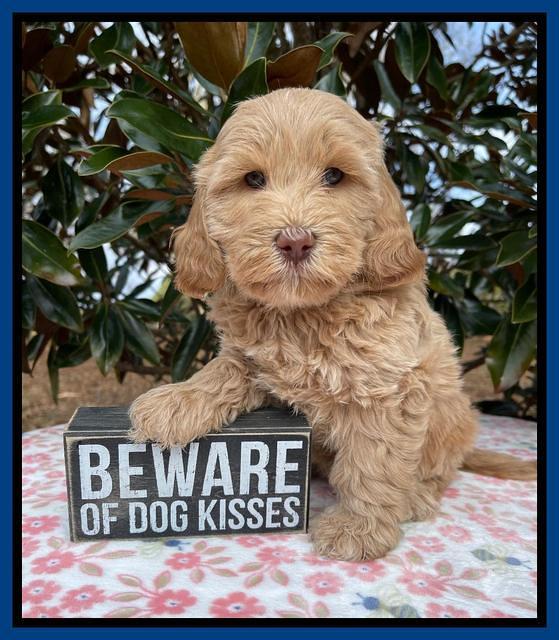 Hunnie Checkers Rebel 6 week old 41