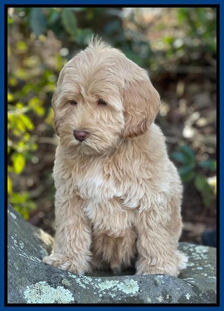 Hunnie Checkers Rebel 8 week old 191320