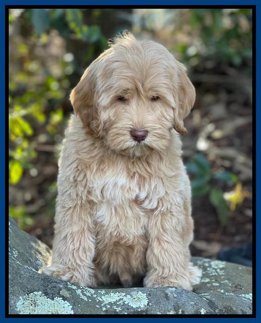 Hunnie Checkers Rebel 8 week old 211320