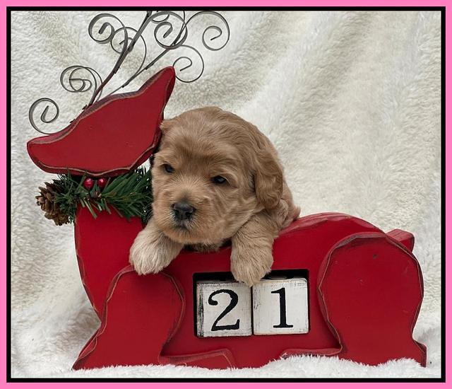 Hunnie Checkers Rebel 3 week old 51