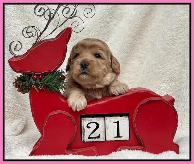 Hunnie Checkers Rebel 3 week old 61