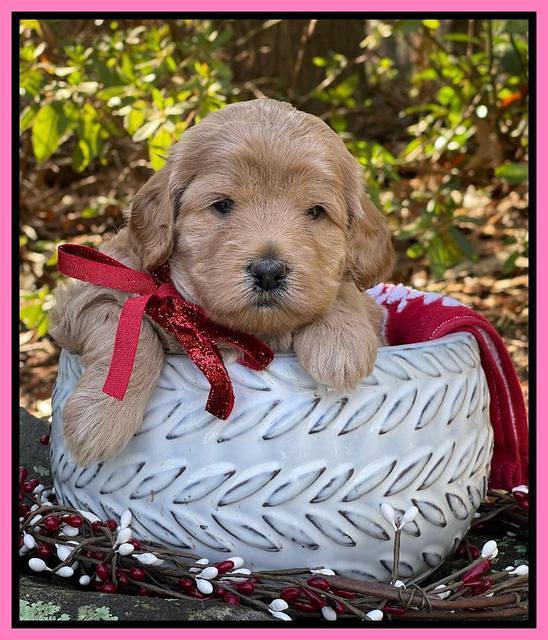 Hunnie Checkers Rebel 4 week old 141