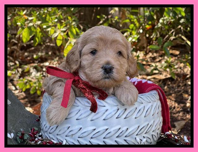 Hunnie Checkers Rebel 4 week old 151