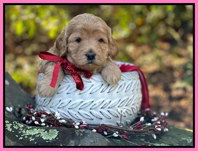 Hunnie Checkers Rebel 4 week old 171