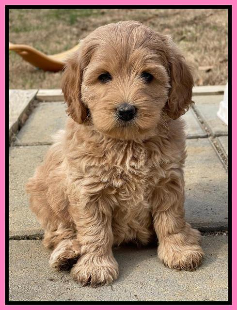 Hunnie Checkers Rebel 6 week old 101