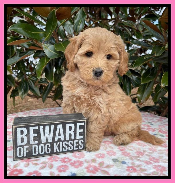 Hunnie Checkers Rebel 6 week old 61