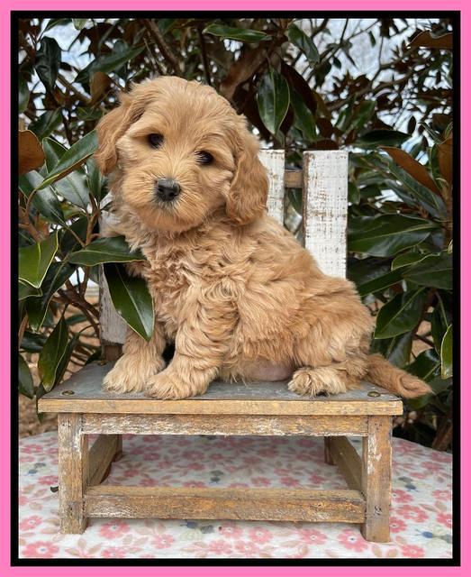 Hunnie Checkers Rebel 6 week old 71