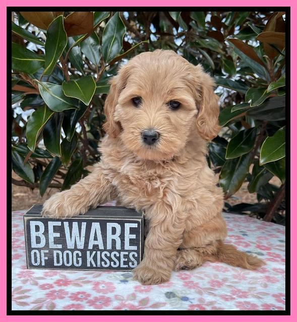 Hunnie Checkers Rebel 6 week old 81