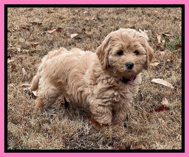 Hunnie Checkers Rebel 7 week old 111