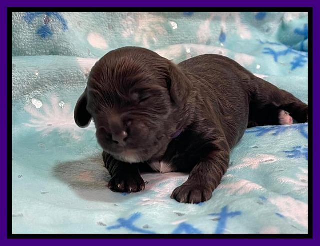 Hunnie Checkers Rebel 1 week old 81