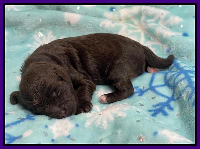 Hunnie Checkers Rebel 1 week old 91