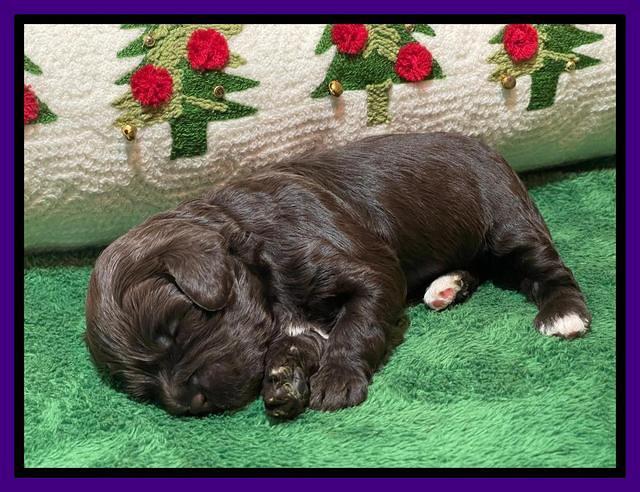 Hunnie Checkers Rebel 2 week old 161
