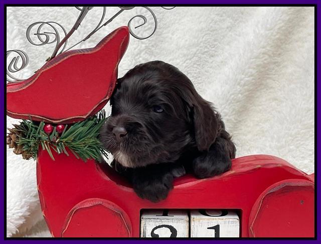 Hunnie Checkers Rebel 3 week old 101