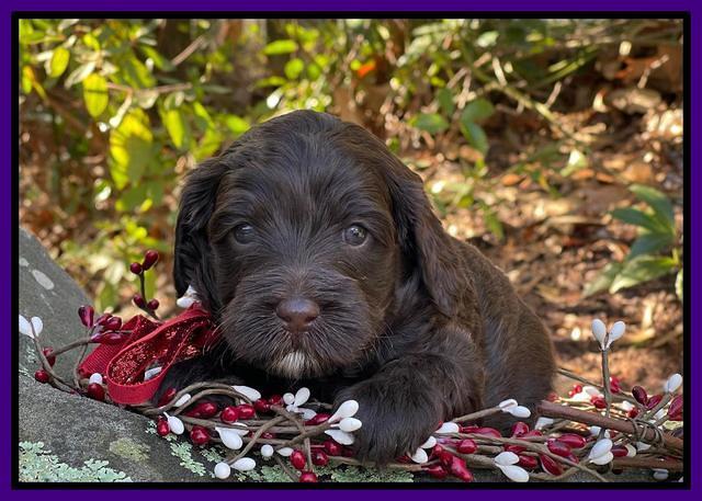 Hunnie Checkers Rebel 4 week old 221