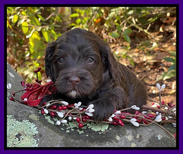 Hunnie Checkers Rebel 4 week old 231