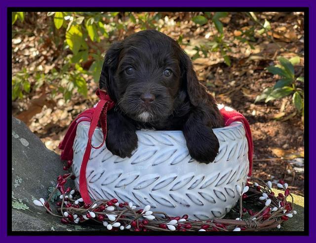 Hunnie Checkers Rebel 4 week old 241