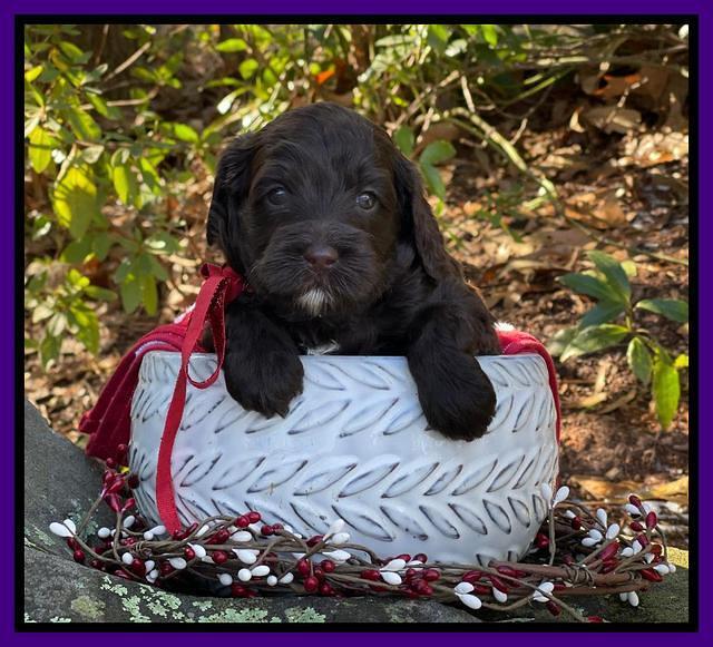 Hunnie Checkers Rebel 4 week old 251
