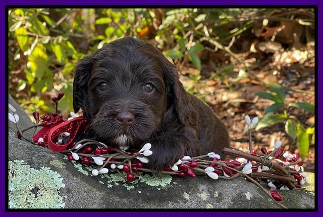 Hunnie Checkers Rebel 4 week old 271