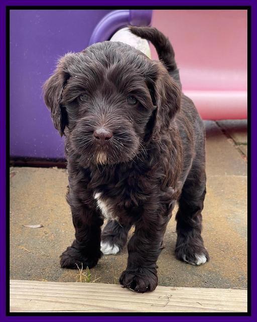 Hunnie Checkers Rebel 5 week old 141