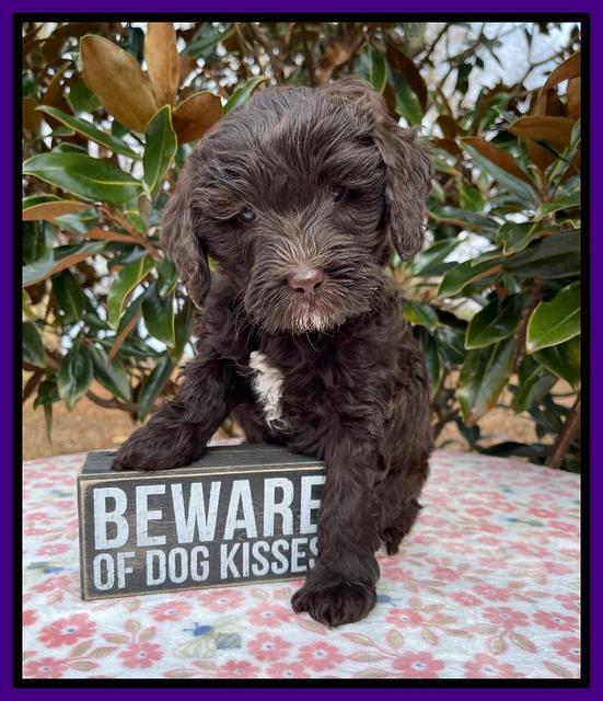 Hunnie Checkers Rebel 6 week old 131