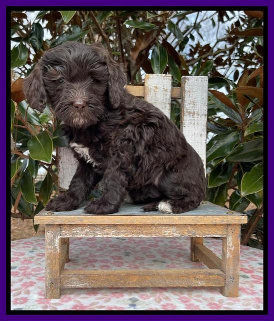 Hunnie Checkers Rebel 6 week old 161