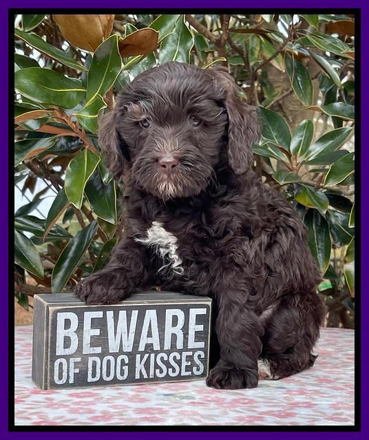 Hunnie Checkers Rebel 6 week old 171