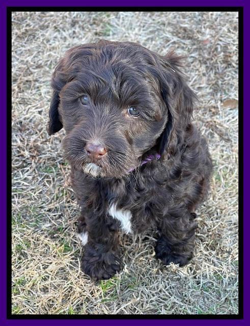 Hunnie Checkers Rebel 7 week old 121