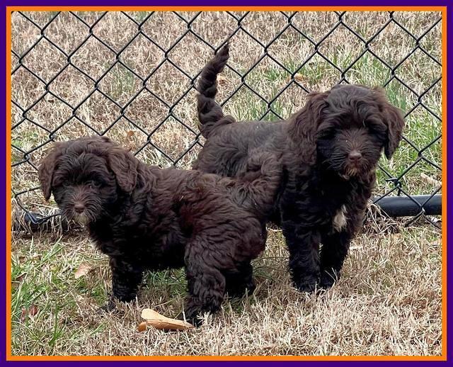 Hunnie Checkers Rebel 7 week old 161